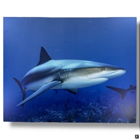 Large Decorative Canvas Poster Shark