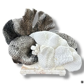 Natural Black & White Cup Coral Sculpture on Stone