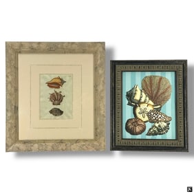 2 Decorative Framed Shell Prints