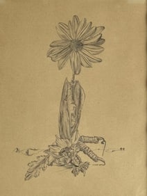 Tineke Stroo Drypoint Etching "Daisy"