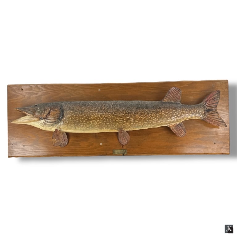 Vintage 1961 Northern Pike Taxidermy Fish Mount (1 of 3)