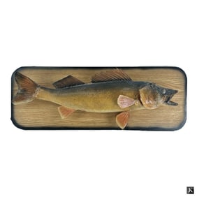 Vintage Walleye Pike Taxidermy Fish Mount