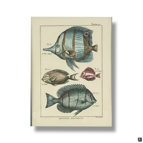 John Richard Decorative Framed Color Print