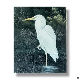 Large Framed Color Print "Great White Heron"