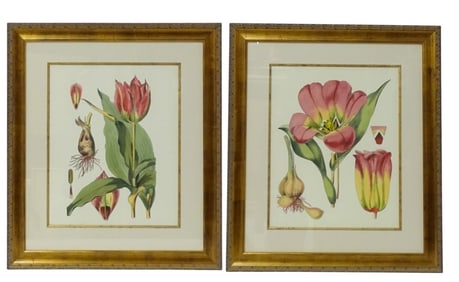 Pair Framed Color Prints Botanical