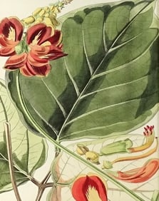 Framed Botanical Color Print
