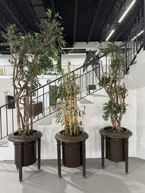 (3) Three Decorative Interior Plants in Pots