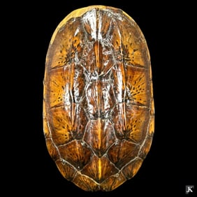 Antique Brown Genuine Snapping Turtle Full Shell