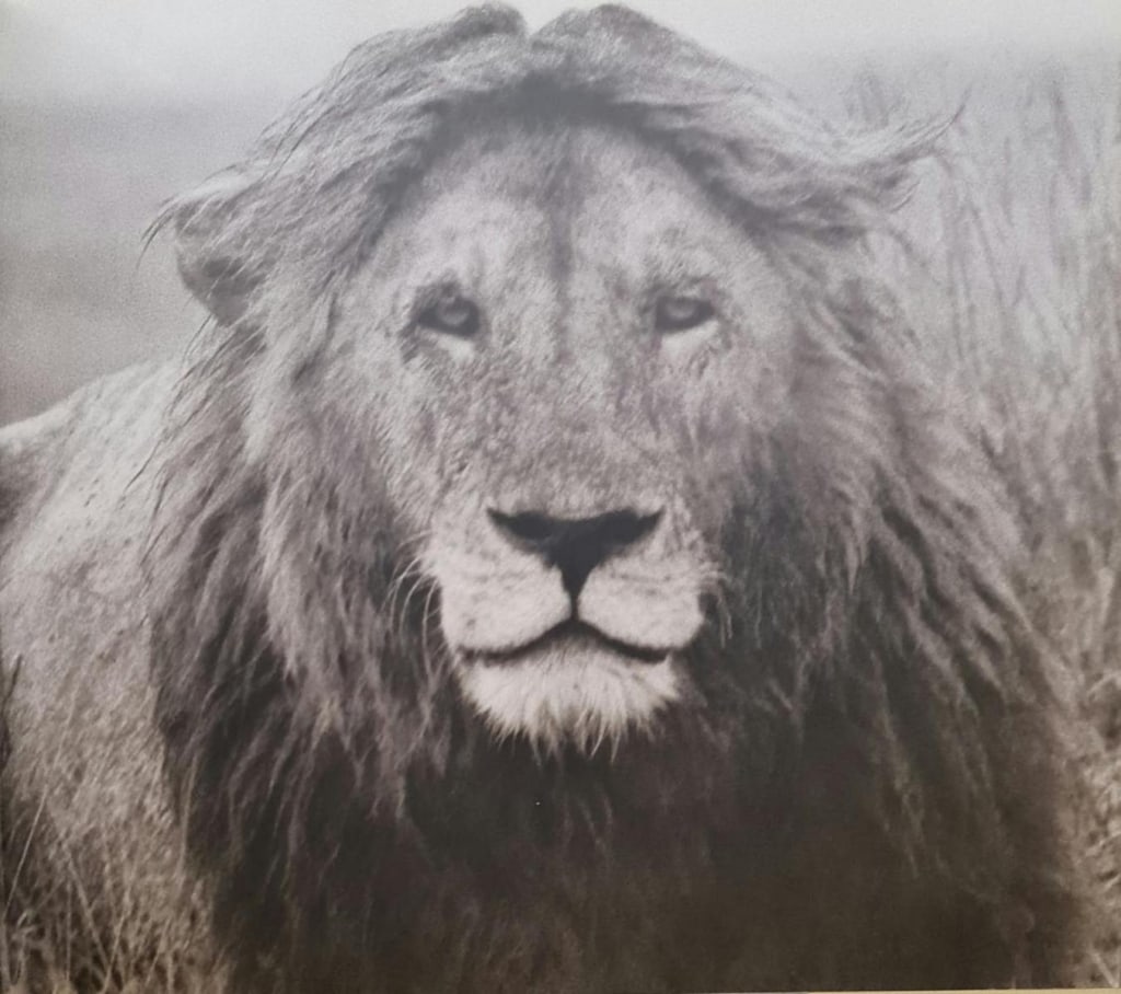 Herb Ritts (1952-2002) Photo Engraving: Herbert "Herb" Ritts, American (1952 - 2002) photo engraving "Black-Maned Lion". Matted and backed by board. In good condition. Board measures 16" x 20" Image measures (sight) 2A