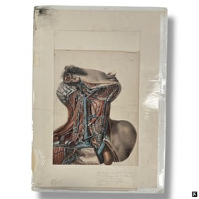 Antique 19C Color Lithograph "Neck Anatomy"