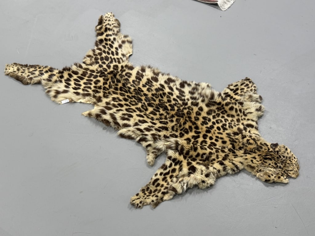 Taxidermy 56 x 38: Taxidermy 56 x 38. Exotic Animal. Possibly Cheetah