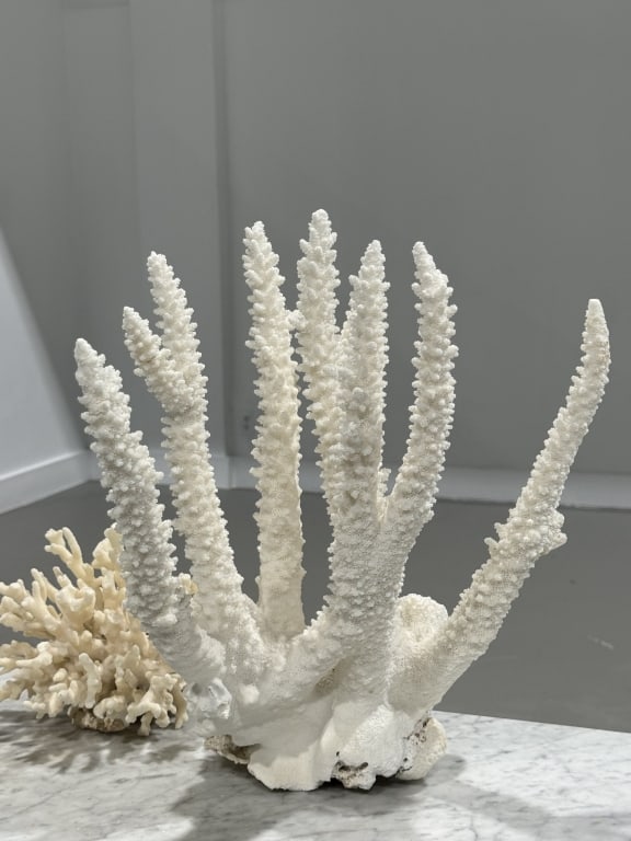 Collection of White Coral: Collection of White Coral Sculpture Largest 15 inches high