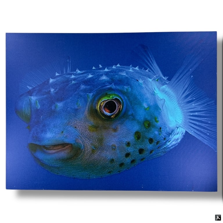 Large Decorative Canvas Poster Puffer Fish (1 of 3)