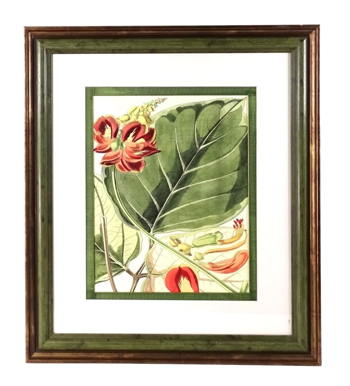 Framed Botanical Color Print (1 of 4)