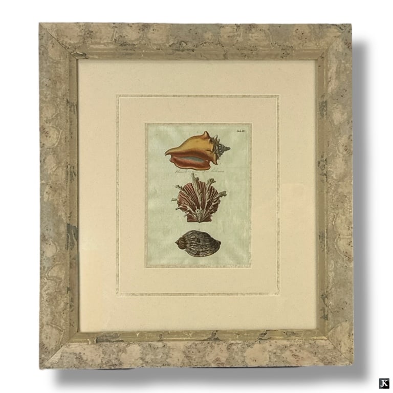 2 Decorative Framed Shell Prints - 2