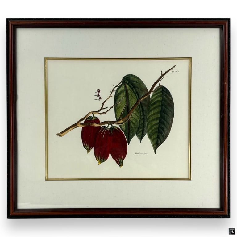 Framed Botanical Print "The Cacao Tree": Botanical Print "The Cacao Tree". Framed under glass. Good condition. Measures 16-1/4" x 19-1/2" (sight) Frame measures 27-1/2" x 30-1/2". 29651 15A