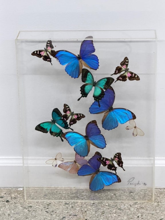 Beautiful Taxidermy Preserved Butterfly Display (1 of 4)