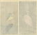 Koson Ohara: Lapwing and Egret c.1920s - 2 Woodblocks - 4