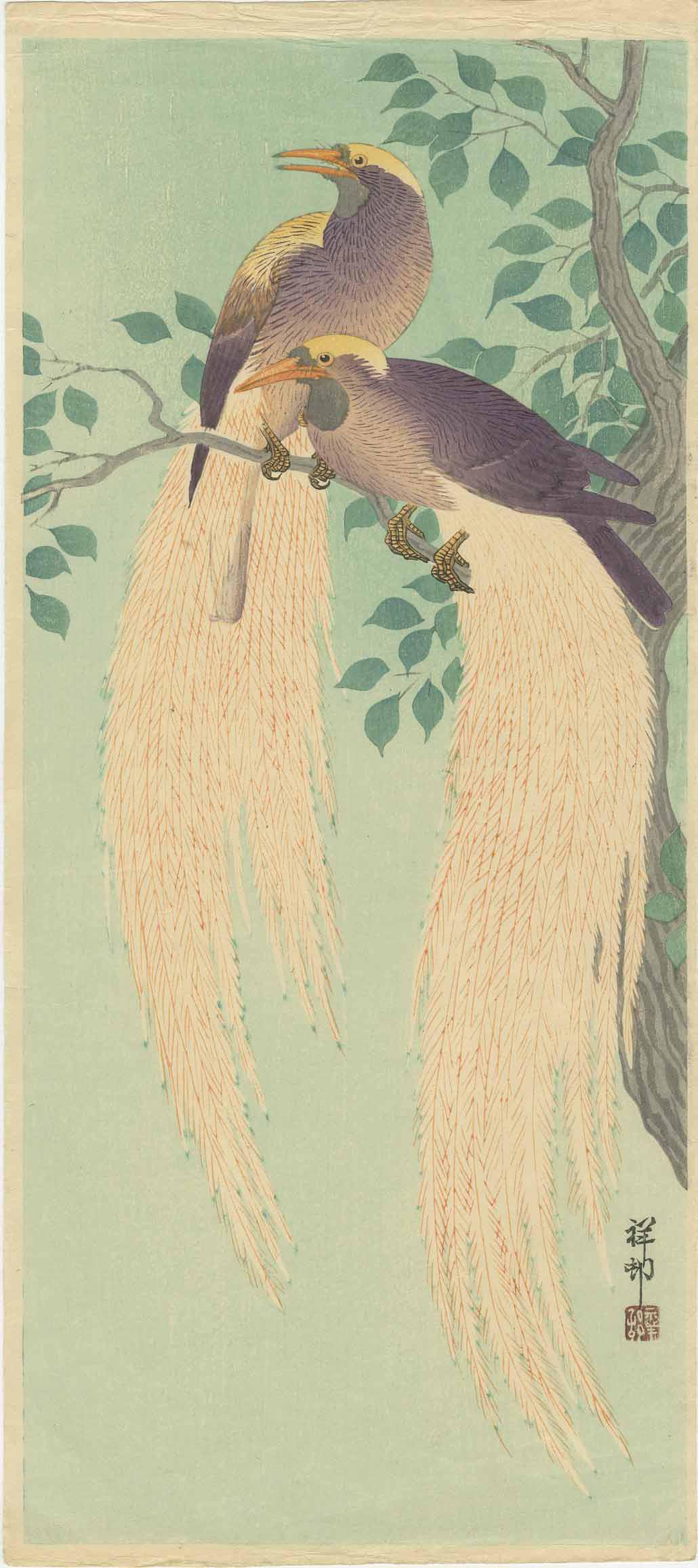 Ohara Koson - Birds of Paradise c1930 woodblock: Japanese Woodblock Print, c1930, Watanabe Publisher, Military collection 1948-49. SIZE IN INCHES: 6 1/2 x 14 3/4 inches (plus margins) COMMENTS: J. Mikkelson Collection (USA Army, Tokyo 1948-49). Skil