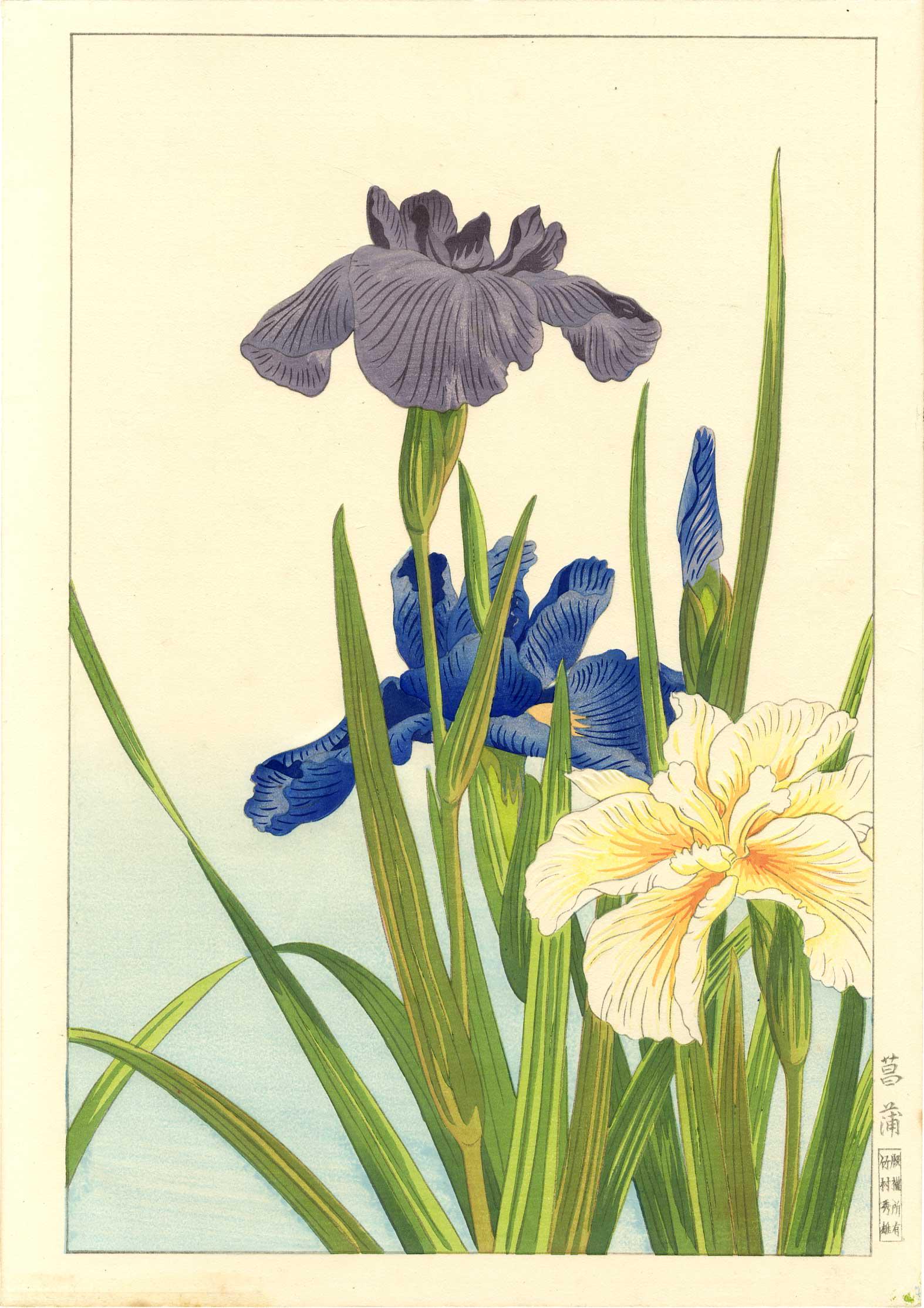 Hodo Nishimura - Irises 1938 woodblock Muller Estate: Japanese Woodblock Print, 1938, original edition, Takemura Hideo Publisher (Yokohama, 1926-39). SIZE IN INCHES: SIZE IN INCHES: 9 1/2 x 14 1/4 (plus margins) COMMENTS: "Garffrage" (embossing) to flowe