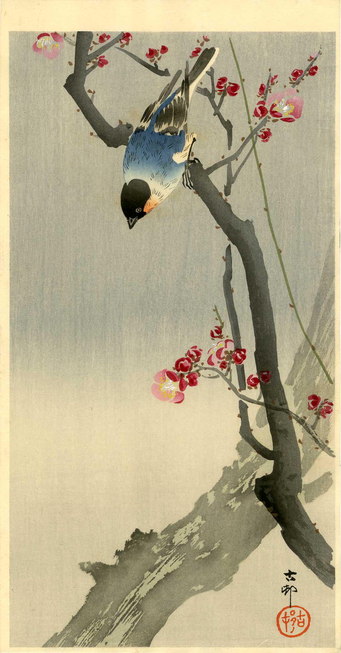 Koson Ohara: Blue Bird on a Plum 1920s Woodblock: Japanese Woodblock Print, 1920s Japanese Woodblock Print, c.1920s, published by Daikokuya, signed and sealed Koson SIZE IN INCHES: ohosoban, 7.5 x 14.5 inches PROVENACE: from the estate of Robert O. M