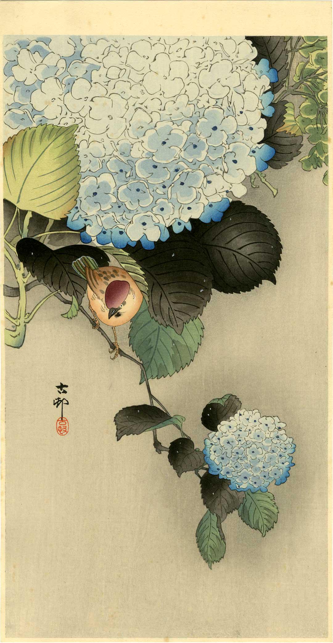 Koson Ohara: Sparrow and Hydrangea 1920s Woodblock: Japanese Woodblock Print, 1920s Japanese Woodblock Print, c.1920s, published by Daikokuya, signed and sealed Koson SIZE IN INCHES: ohosoban, 7.5 x 14.5 inches PROVENACE: from the estate of Robert O. M