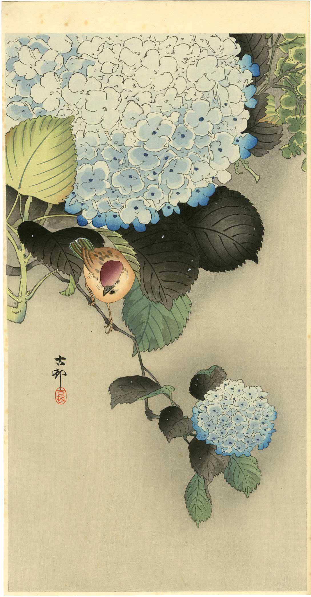 Koson Ohara - Sparrow on Hydrangea 1920s Woodblock: Japanese Woodblock Print, c1920s, Daikokuya Publisher SIZE IN INCHES: 7 1/4 x 13 1/2 inches (plus margins) Superbly executed "bokashi" shading, "gauffrage" (embossing), distinctly visible "woodgrain" 