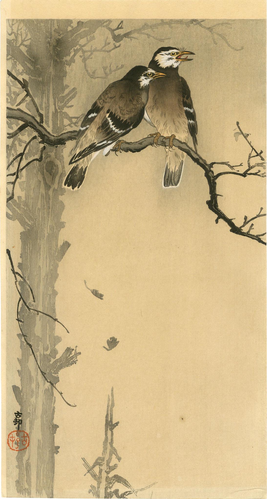 Ohara Koson - Two Starlings on Limb woodblock Rare: Japanese Woodblock Print, 1910-20's, Daikoku-ya Publisher (Tokyo, 1818-1923). SIZE IN INCHES: 7 1/4 x 13 1/2 (plus margins) COMMENTS: Superbly executed "bokashi" shading; highly detailed. Obtained 200