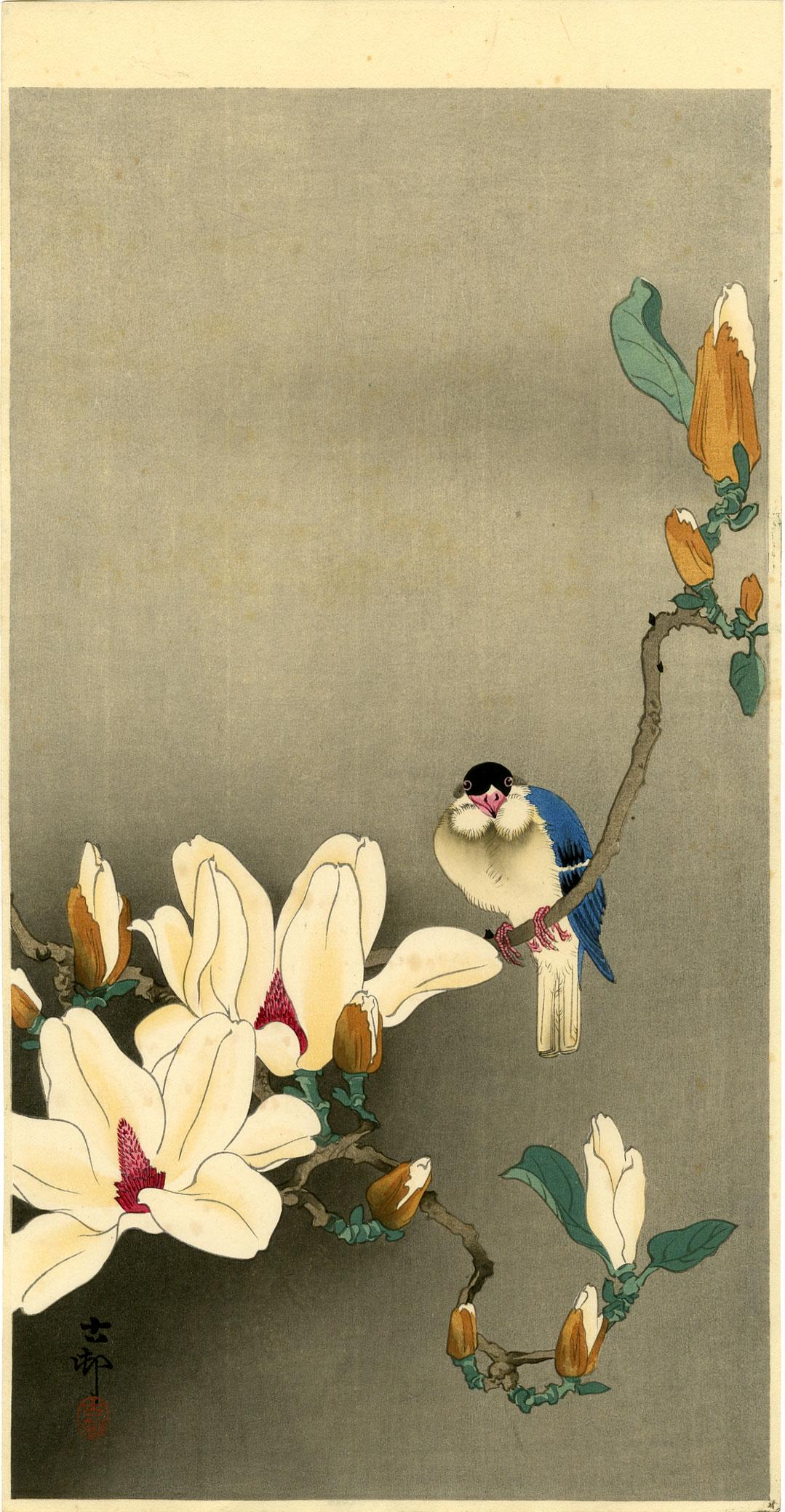 Koson Ohara: Blue Bird on a Magnolia 1920s Woodblock: Japanese Woodblock Print, 1920s, published by Daikokuya SIZE IN INCHES: ohosoban, 7.5 x 14.5 inches PROVENANCE: From the Robert O. Muller estate OHARA KOSON (1877-1945), who also went by the art names