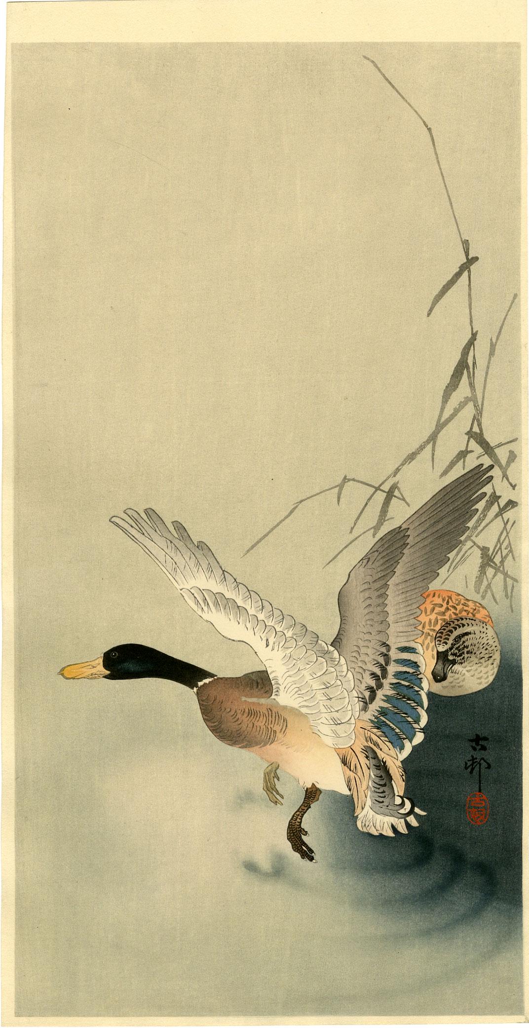 Koson Ohara: Mallards on a Pond 1920s Woodblock: Japanese Woodblock Print, 1920s, published by Daikokuya SIZE IN INCHES: ohosoban, 7.5 x 14.5 inches PROVENANCE: From the Robert O. Muller estate OHARA KOSON (1877-1945), who also went by the art names