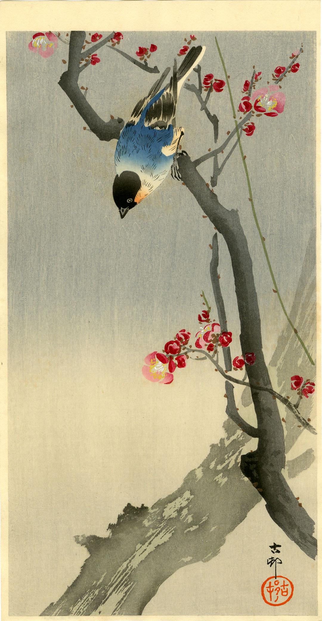 Ohara Koson: Blue Bird on a Plum Tree 1920s Woodblock: Japanese Woodblock Print, 1920s, published by Daikokuya SIZE IN INCHES: ohosoban, 7.5 x 14.5 inches PROVENANCE: From the Robert O. Muller estate OHARA KOSON (1877-1945), who also went by the art names