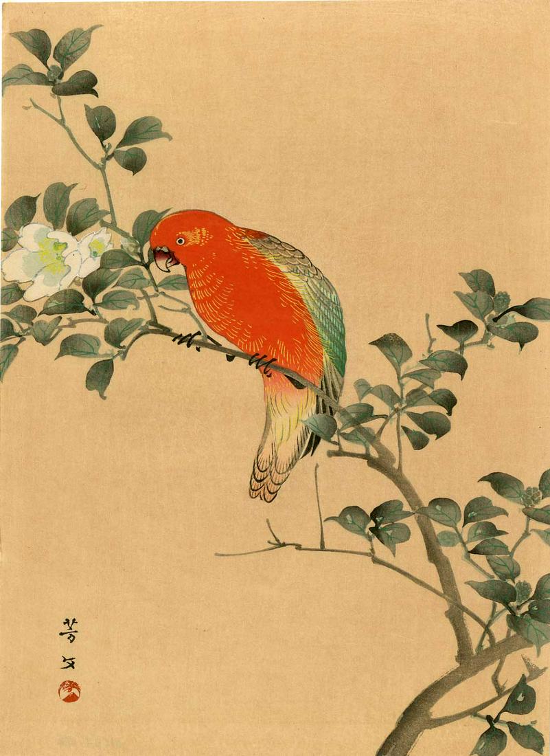 Hobun Kikuchi: Orange Parrot 1930 Woodblock: Japanese Woodblock Print, 1930 published by the Shima Art Co. SIZE IN INCHES: chuban, 7.4 x 10.25 inches PROVENANCE: From the Robert O. Muller estate. ALL PURCHASES WILL BE SHIPPED DIRECTLY FROM OUR G