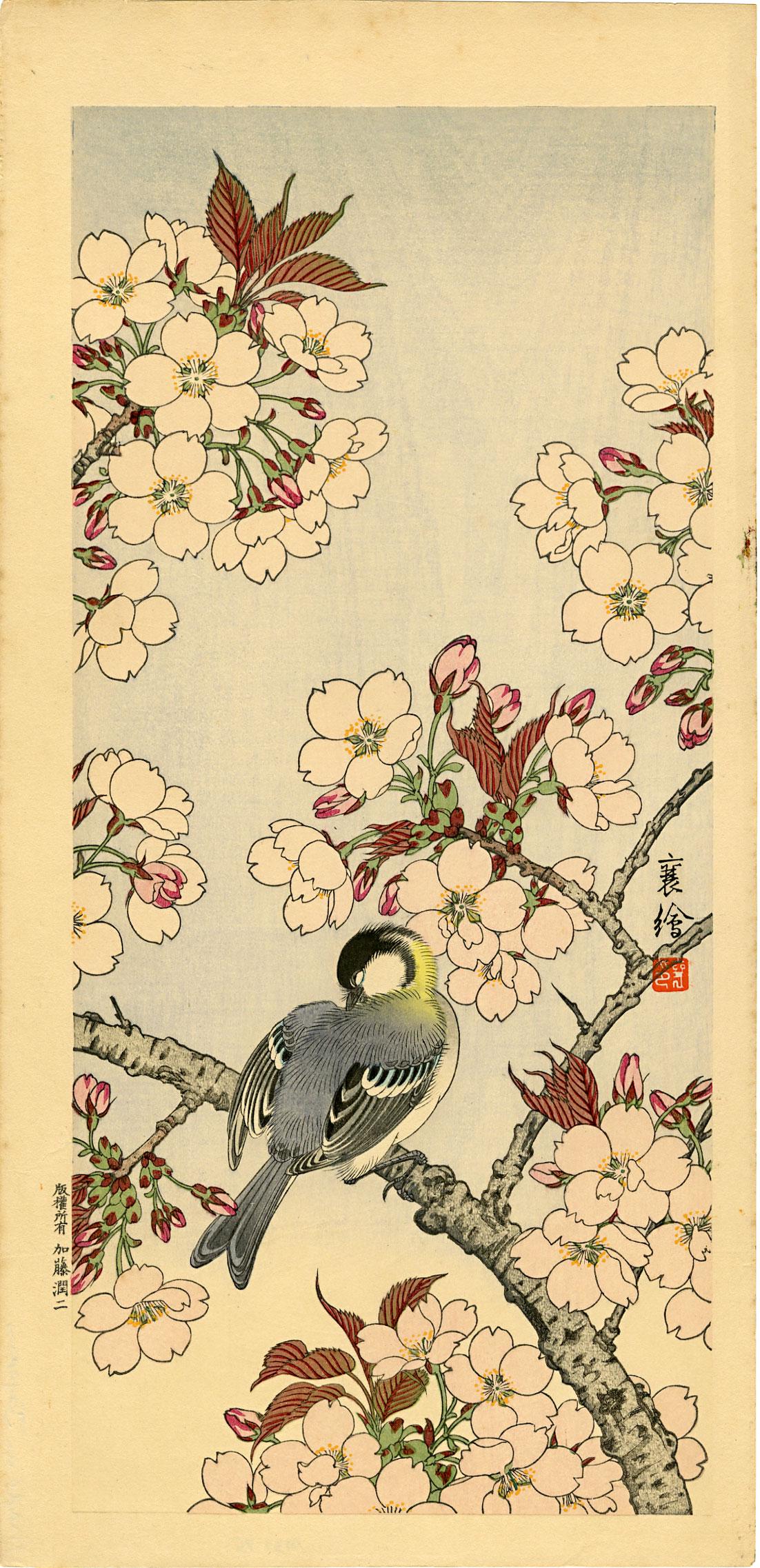 Hashimoto Yuzuru (Jo): Finch on a Cherry 1930 Woodblock: Japanese Woodblock Print, 1930, published by Kato Junji SIZE IN INCHES: ohosoban, 7.5 x 15.75 inches PROVENANCE: From the Robert O. Muller estate