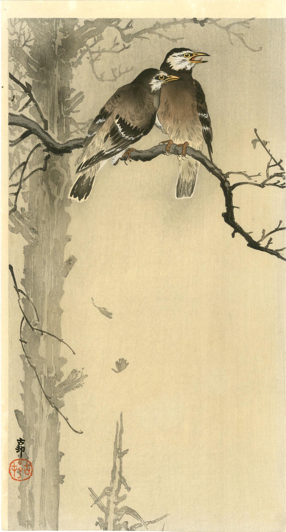Ohara Koson - Two Starlings on Limb woodblock Rare: Japanese Woodblock Print, c1900-20, Dikoku-ya Publisher (Tokyo 1818-1923). SIZE IN INCHES: 7 3/8 x 13 5/8 (plus margins). COMMENTS: Superbly executed "bokashi" shading; "woodgrain" visible; over-print