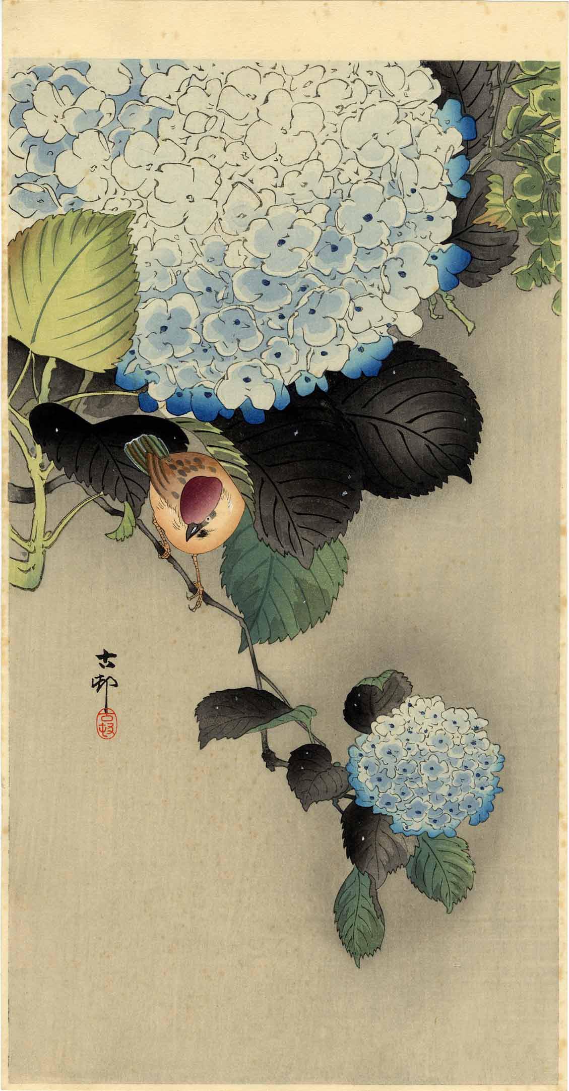 Koson Ohara: Sparrow on Hydrangea 1920s Woodblock: Japanese Woodblock Print, c.1920s, published by Daikokuya, signed and sealed Koson SIZE IN INCHES: ohosoban, 7.5 x 14.5 inches PROVENACE: from the estate of Robert O. Muller OHARA KOSON (1877-1945), w