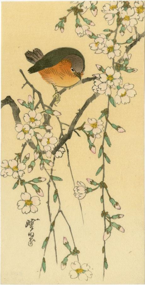 Gesso Yoshimoto: Robin in Cherry Tree 1920s Woodblock: Japanese Woodblock Print, 1920s, published by Hasegawa/Nishinomiya; listed as #1462 in the Hasegawa/Nishinomiya catalog SIZE IN INCHES: 4.75 x 9.5 inches PROVENANCE: From the Robert O. Muller estate C