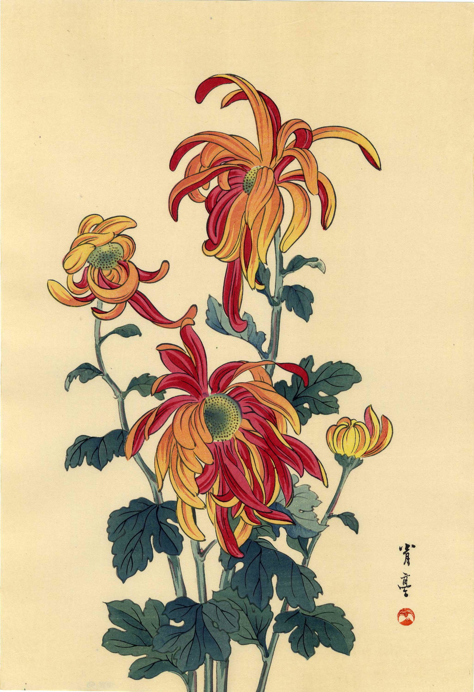 Watanabe Seitei: Chrysanthemum 1930 Woodblock: Japanese Woodblock Print, 1930, published by the Shima Art Co. SIZE IN INCHES: oban, 10 x 15 inches PROVENANCE: From the Robert O. Muller estate. SEITEI WATANABE (1851-1918) was born Yoshikawa Yoshima