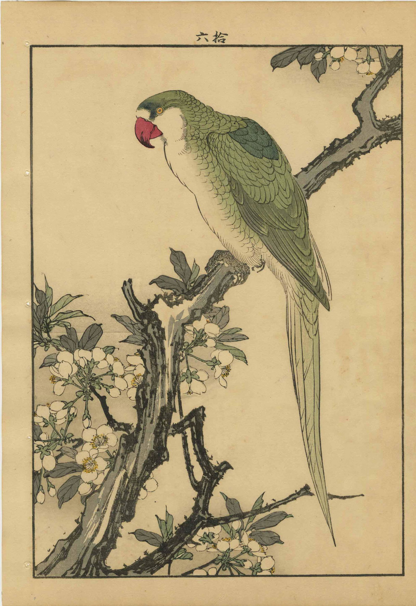 Imao Keinen - Parrott on Plum 1891 woodblock NR (1 of 2)