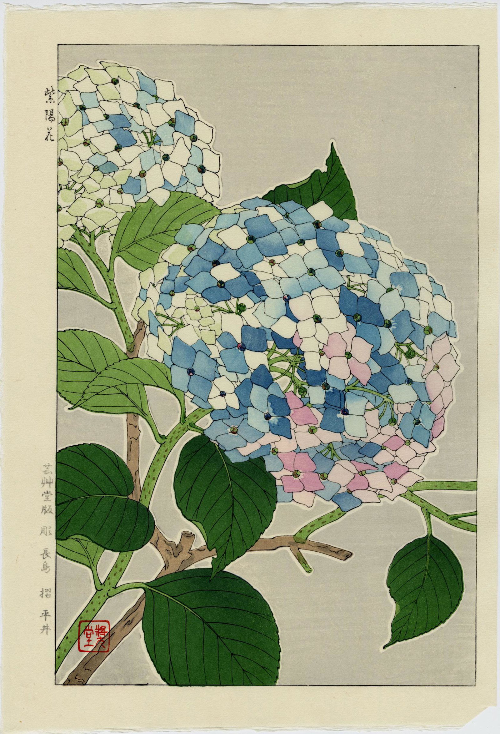 Kawarazaki Shodo: Blue Hydrangea 1954 Woodblock (1 of 2)