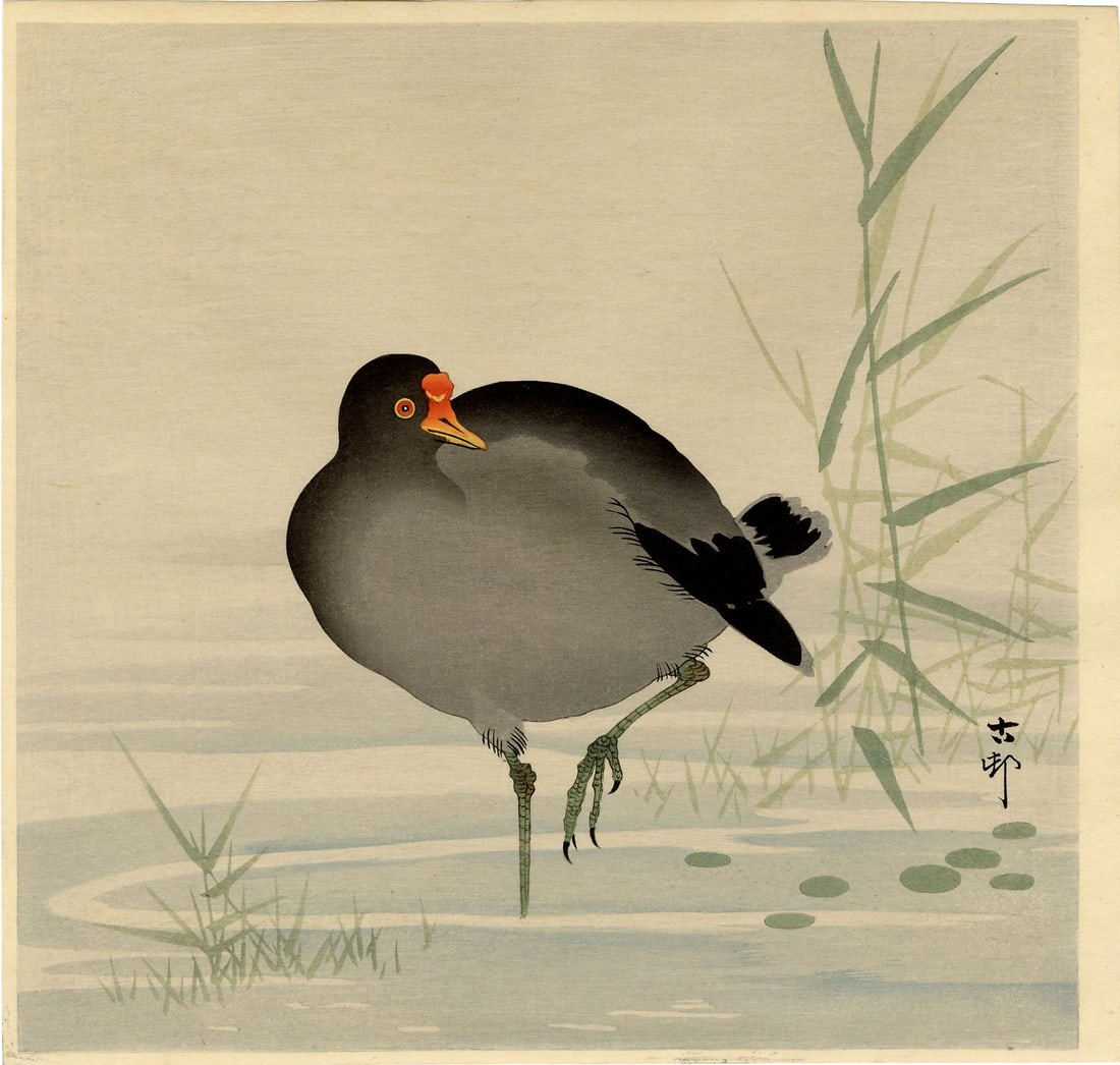 Ohara Koson: Moorhen in Reed Marsh 1930s Woodblock NR: Japanese Woodblock print, 1930s published by Kawaguchi & Sakai; signed and sealed Koson SIZE IN INCHES: shikishi, 10.8 x 10 inches PROVENANCE: From the Robert O. Muller estate OHARA KOSON (1877-1945),