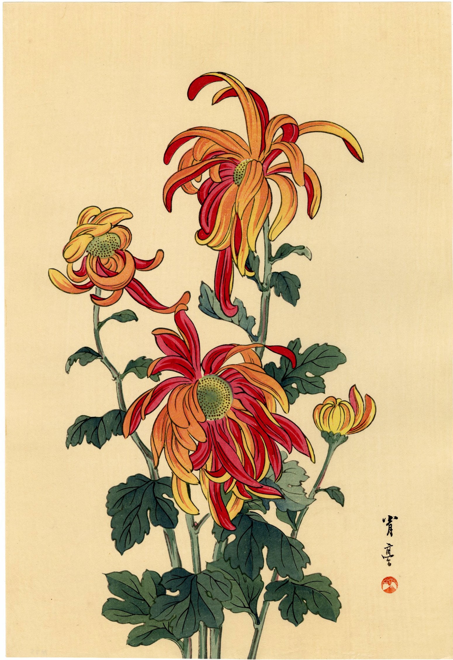 Watanabe Seitei: Chrysanthemum 1930s Woodblock NR (1 of 2)