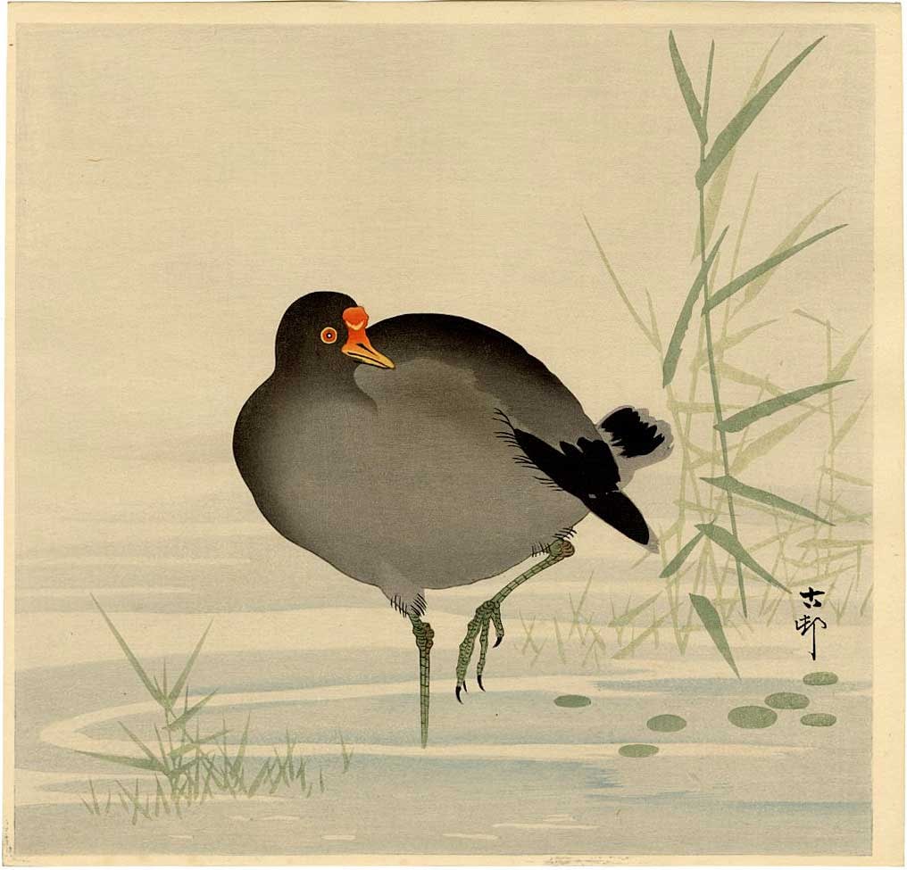 Ohara Koson: Moorhen in Reed Marsh 1930s Woodblock NR: Japanese Woodblock print, 1930s published by Kawaguchi & Sakai; signed and sealed Koson SIZE IN INCHES: shikishi, 10.8 x 10 inches PROVENANCE: From the Robert O. Muller estate OHARA KOSON (1877-1945),