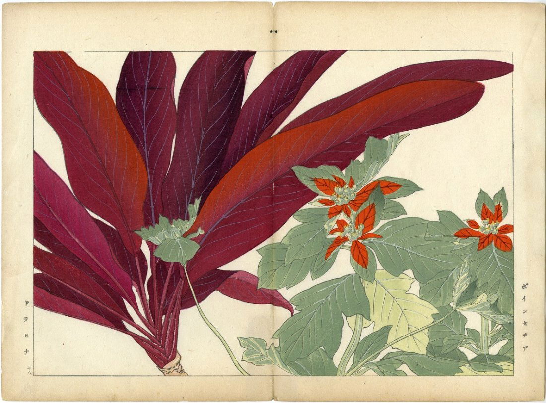 Tanigami Konan - Poinsettia & Dracena 1925 Woodblock (1 of 2)