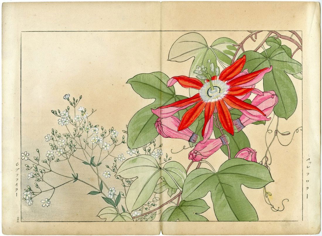 Tanigami Konan - Passiflora & Gypsophila 1925 Woodblock (1 of 2)