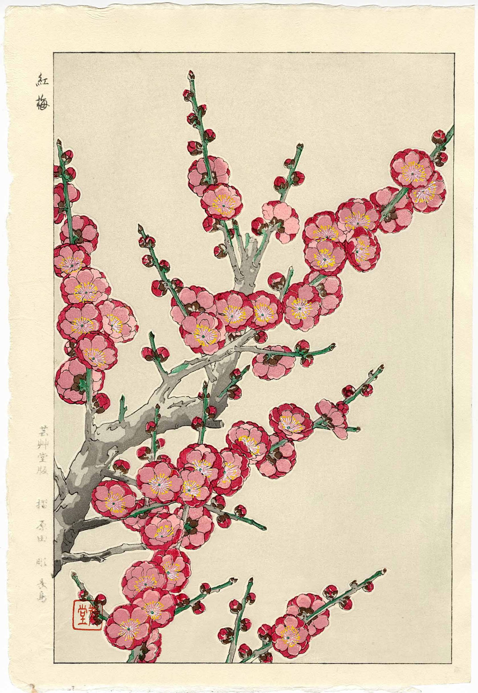 Kawarazaki Shodo: Plum Blossom Woodblock: Japanese Woodblock Print, 1954, this (ato-zuri) undated early edition published by Unsodo from the original wood blocks, on Unsodo watermarked paper SIZE IN INCHES: oban, 10.5 x 15.5 inches SHODO KAWA