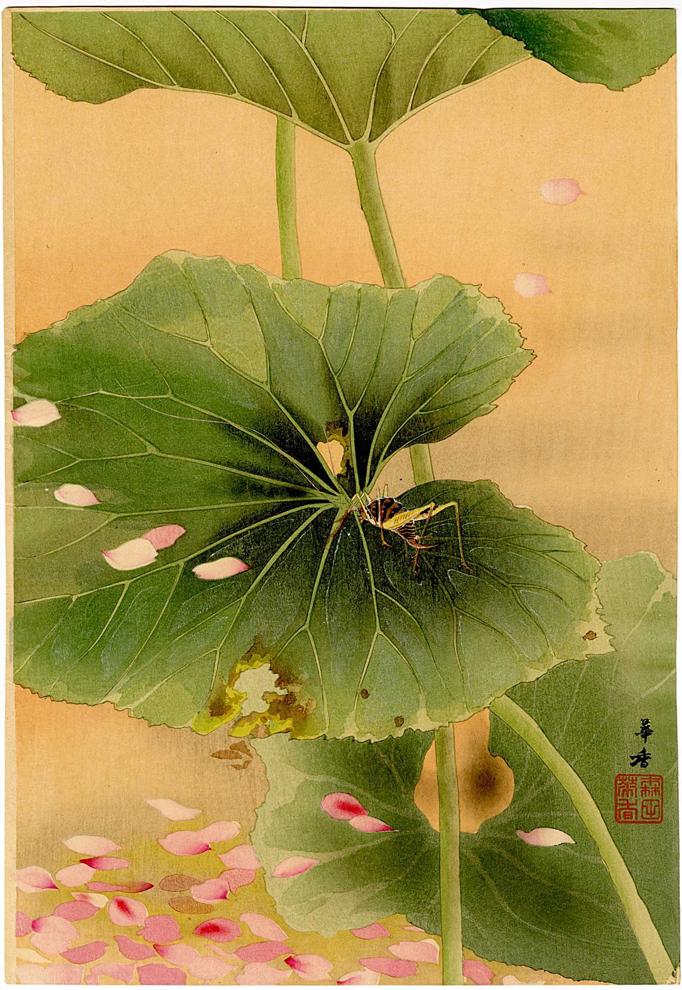 Morita Kako: Elepahant Ear & Grasshopper 1920s Woodblock: Japanese Woodblock Print, SIZE IN INCHES: 9 x 13 inches COMMENTS: KAKO MORITA ( ) was a Japanese artist and scientific illustrator, active in the early 20th century, not a contemporary "bio artist". H