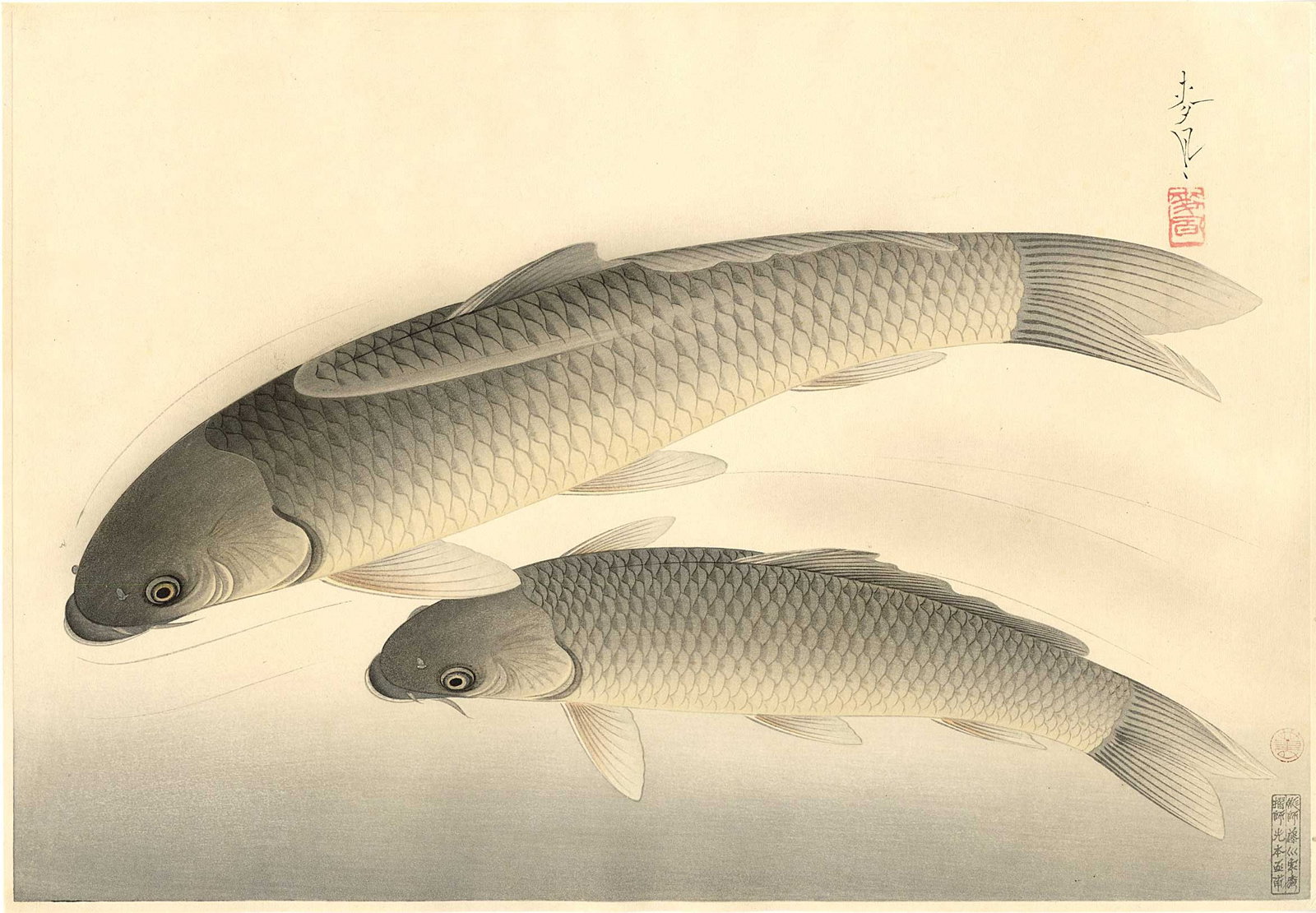 Bakufu Ohno: Black Carp 1937 Woodblock: Japanese Woodblock Print, 1937, 1st Edition, from the series Familiar Fishes of Nippon published by Nishinomiya Shoin SIZE IN INCHES: oban 15.75 x 10.75 inches COMMENTS: Prints from the Familiar Fishe