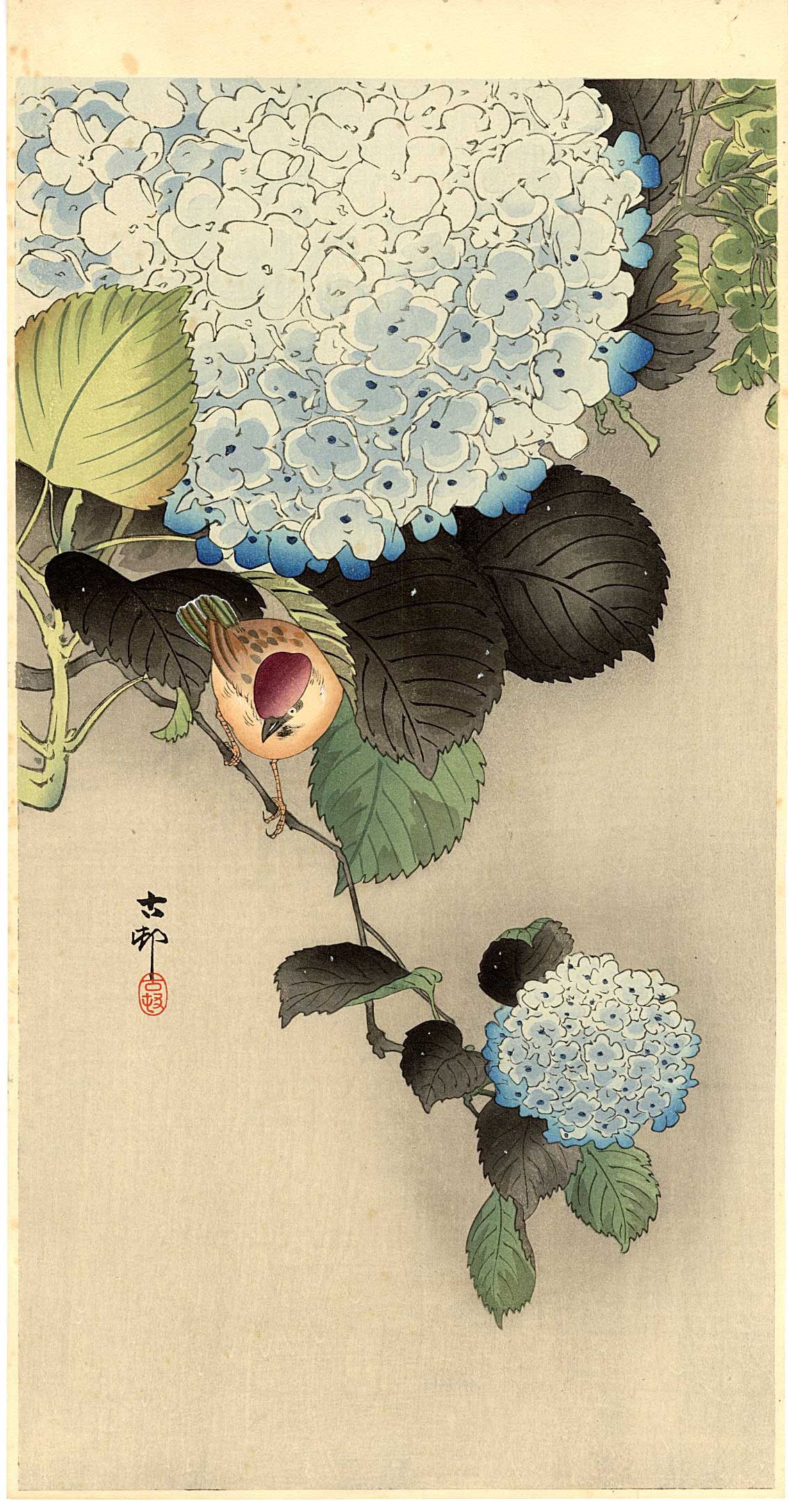 Koson Ohara: Sparrow on Hydrangea 1920s Woodblock: Japanese Woodblock Print, 1920s, published by Daikokuya; signed and sealed Koson SIZE IN INCHES: ohosoban, 14.5 x 7.5 inches PROVENANCE: From the Robert O. Muller estate OHARA KOSON (1877-1945), who a