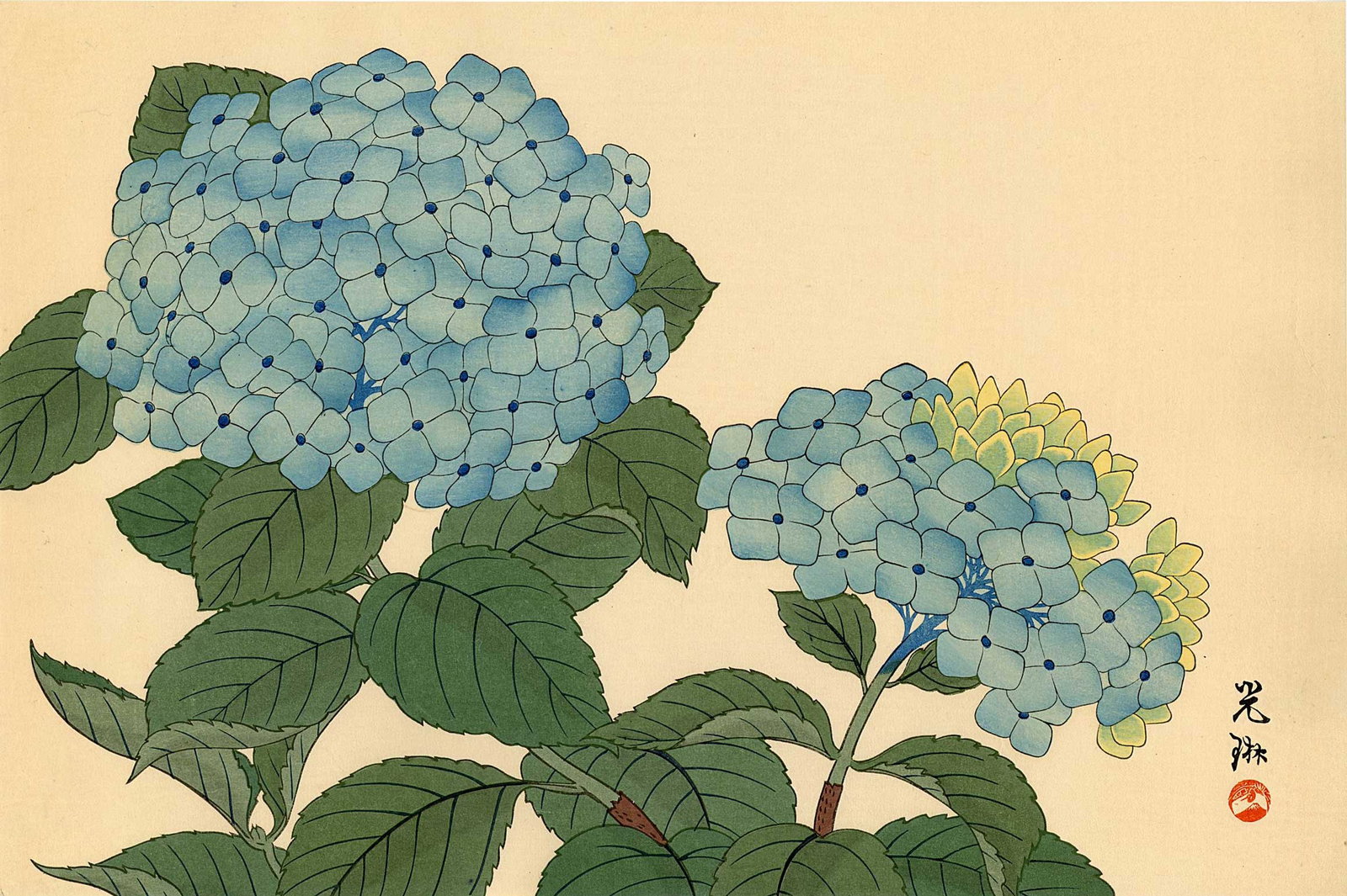Ogata Korin: Hydrangea Blossom 1930s Woodblock: Japanese Woodblock Print, 1930s published by Shima Art Co. SIZE IN INCHES: oban, 15.5 x 10.5 PROVENANCE: From the Robert O. Muller estate COMMENTS: A refined floral study in the style of Korin, this