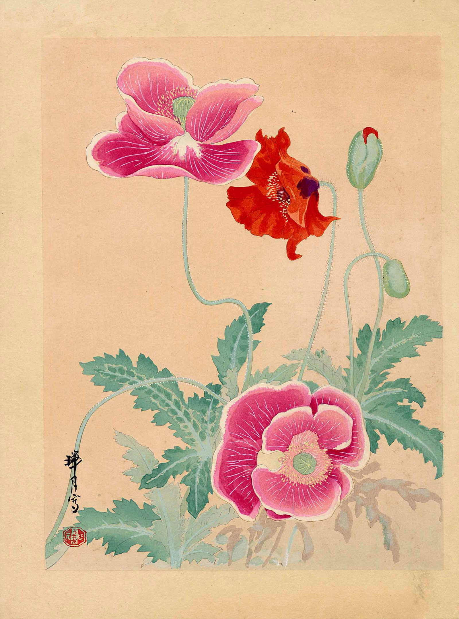 Zuigetsu Ikeda: Oriental Poppy 1930s Woodblock (1 of 2)
